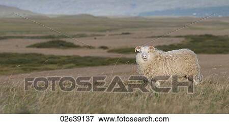 Icelandic sheep in meadow View Large Photo Image Stock Photo - Icelandic sheep in meadow. Fotosearch