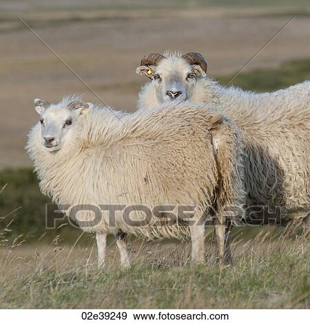 Stock Photo - Icelandic sheep in meadow. Fotosearch