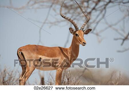 Impala wildlife in Kenya View Large Photo Image Stock Photo - Impala wildlife in Kenya. Fotosearch