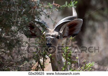 Stock Photography - Impala wildlife in Kenya. Fotosearch