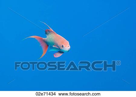 Jewel Fairy Basslet (Pseudanthias Squamipinnis) View Large Photo Image Picture - Jewel Fairy Basslet (Pseudanthias Squamipinnis). Fotosearch
