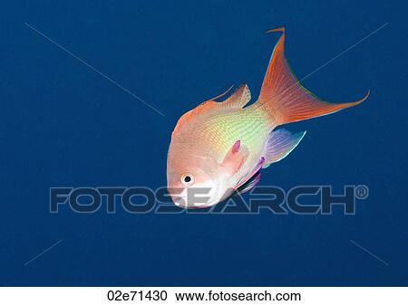 Jewel Fairy Basslet (Pseudanthias Squamipinnis) View Large Photo Image Stock Image - Jewel Fairy Basslet (Pseudanthias Squamipinnis). Fotosearch
