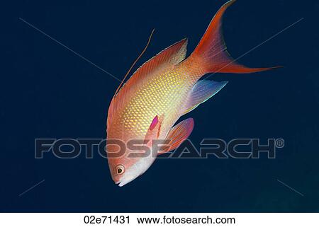 Jewel Fairy Basslet (Pseudanthias Squamipinnis) View Large Photo Image Stock Image - Jewel Fairy Basslet (Pseudanthias Squamipinnis). Fotosearch