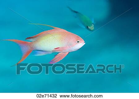 Stock Image - Jewel Fairy Basslet (Pseudanthias Squamipinnis). Fotosearch