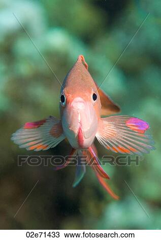 Jewel Fairy Basslet (Pseudanthias Squamipinnis) View Large Photo Image Stock Image - Jewel Fairy Basslet (Pseudanthias Squamipinnis). Fotosearch