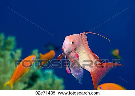 Jewel Fairy Basslet (Pseudanthias Squamipinnis) View Large Photo Image Stock Photography - Jewel Fairy Basslet (Pseudanthias Squamipinnis). Fotosearch