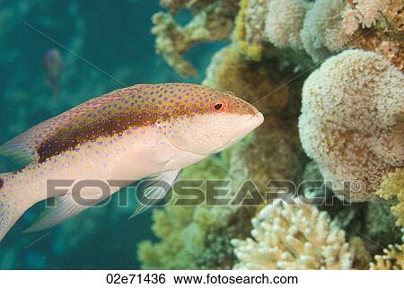 Juvenile Moon Grouper View Large Photo Image Stock Photograph - Juvenile Moon Grouper. Fotosearch