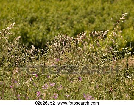 Stock Image - Katakolon landscape. Fotosearch