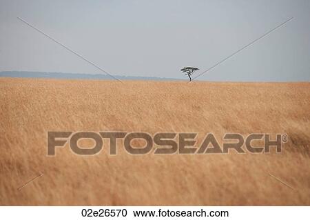 Kenya grassland View Large Photo Image Stock Image - Kenya grassland. Fotosearch
