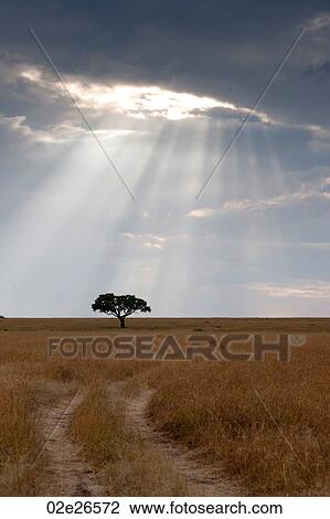 Kenya grassland View Large Photo Image Stock Image - Kenya grassland. Fotosearch