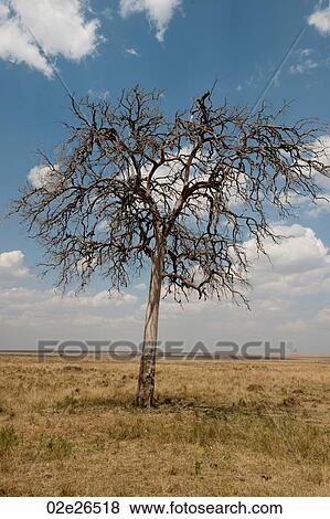 Kenya grassland View Large Photo Image Stock Photo - Kenya grassland. Fotosearch