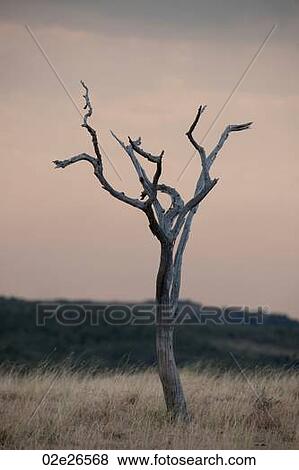 Stock Photo - Kenya grassland. Fotosearch