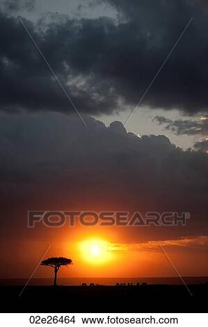 Picture - Kenya landscape at sunset. Fotosearch