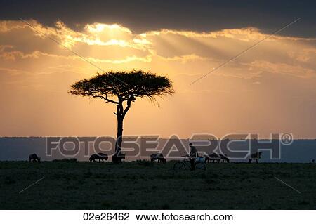 Kenya landscape at sunset View Large Photo Image Stock Image - Kenya landscape at sunset. Fotosearch