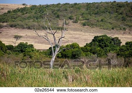 Kenya landscape View Large Photo Image Picture - Kenya landscape. Fotosearch