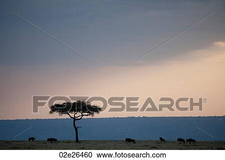 Stock Image - Kenya landscape. Fotosearch