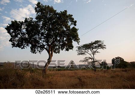 Kenya landscape View Large Photo Image Stock Image - Kenya landscape. Fotosearch