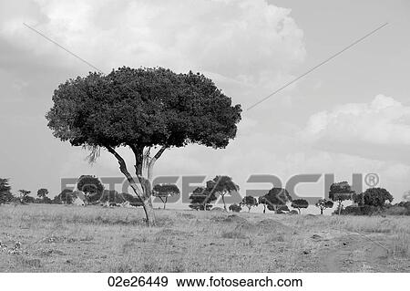 Kenya landscape View Large Photo Image Stock Photo - Kenya landscape. Fotosearch