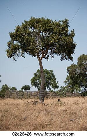 Stock Photograph - Kenya landscape. Fotosearch