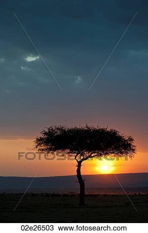 Kenya sky at sunset View Large Photo Image Stock Image - Kenya sky at sunset. Fotosearch