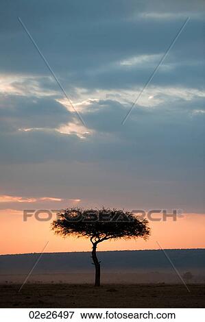 Kenya sky at sunset View Large Photo Image Stock Photo - Kenya sky at sunset. Fotosearch
