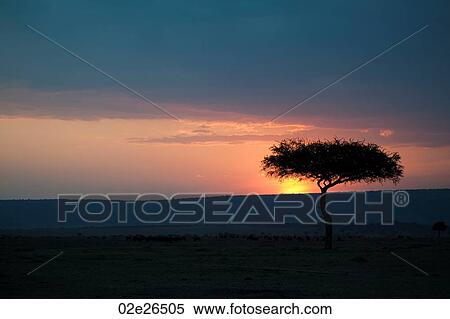 Stock Photography - Kenya sky at sunset. Fotosearch