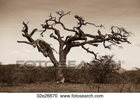 Kenyan landscape View Large Photo Image Stock Image - Kenyan landscape. Fotosearch