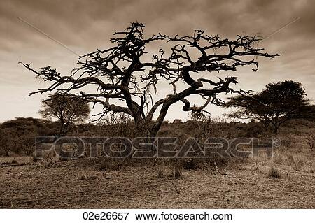 Kenyan landscape View Large Photo Image Stock Photo - Kenyan landscape. Fotosearch