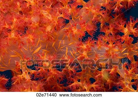 Klunzinger's Soft Coral closeup View Large Photo Image Stock Image - Klunzinger's Soft Coral closeup. Fotosearch
