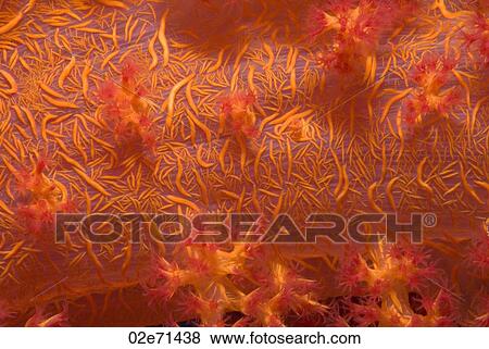 Klunzinger's soft coral closeup View Large Photo Image Stock Photo - Klunzinger's soft coral closeup. Fotosearch