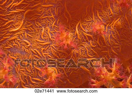 Stock Image - Klunzinger's Soft Coral (Dendronephthya Klunzingeri). Fotosearch