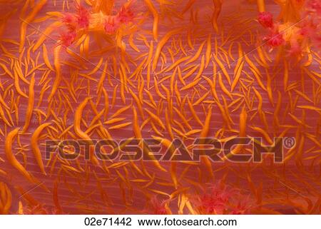 Klunzinger's Soft Coral (Dendronephthya Klunzingeri) View Large Photo Image Stock Image - Klunzinger's Soft Coral (Dendronephthya Klunzingeri). Fotosearch
