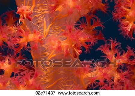 Klunzinger's Soft Coral (Dendronephthya Klunzingeri) View Large Photo Image Stock Photo - Klunzinger's Soft Coral (Dendronephthya Klunzingeri). Fotosearch