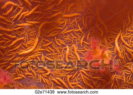 Klunzinger's Soft Coral (Dendronephthya Klunzingeri) View Large Photo Image Stock Photo - Klunzinger's Soft Coral (Dendronephthya Klunzingeri). Fotosearch