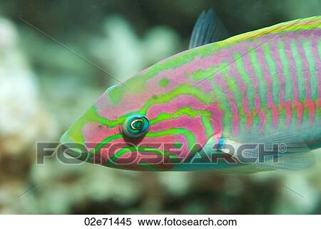Klunzingers Wrasse View Large Photo Image Stock Photography - Klunzingers Wrasse. Fotosearch