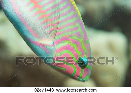 Klunzinger's Wrasse (Thalassoma Klunzingeri) View Large Photo Image Stock Image - Klunzinger's Wrasse (Thalassoma Klunzingeri). Fotosearch