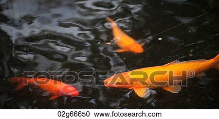 Koi carps (Cyprinus carpio) in a pond, Chinese Historical Museum, Confucius Shrine, Nagasaki, Japan View Large Photo Image Stock Image - Koi carps (Cyprinus carpio) in a pond, Chinese Historical Museum, Confucius Shrine, Nagasaki, Japan. Fotosearch
