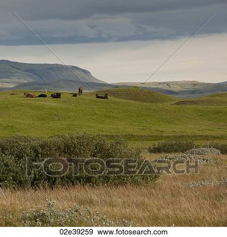 Landscape, herd of Iceleandic horses resting in pastureland, mountains View Large Photo Image Stock Photo - Landscape, herd of Iceleandic horses resting in pastureland, mountains . Fotosearch
