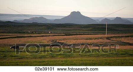 Landscape Icelandic horses in pasture, mountains in distance View Large Photo Image Stock Image - Landscape Icelandic horses in pasture, mountains in distance. Fotosearch