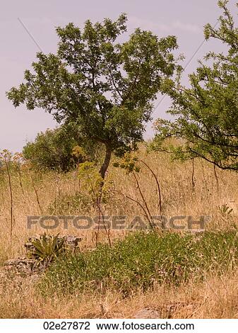 Landscape in rural Kusadasi Turkey View Large Photo Image Stock Image - Landscape in rural Kusadasi Turkey. Fotosearch