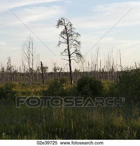 Landscape in the Lake of the Woods, Ontario area View Large Photo Image Stock Photography - Landscape in the Lake of the Woods, Ontario area. Fotosearch
