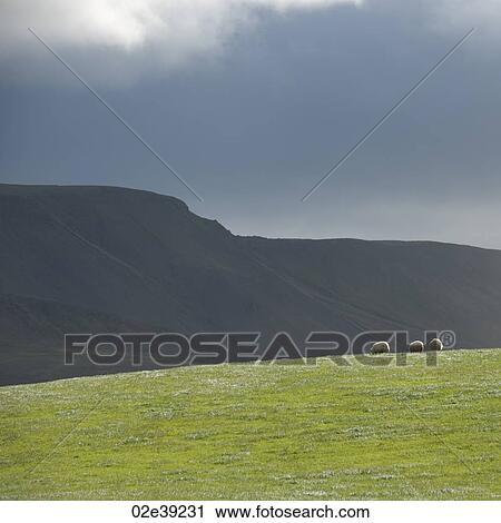 Landscape, pasture and mountain under storm cloud sky, with sheep View Large Photo Image Stock Image - Landscape, pasture and mountain under storm cloud sky, with sheep. Fotosearch