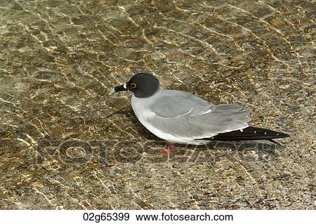 Lava gull in shallow water (Leucophaeus fuliginosus), Darwin Bay, Genovesa Island, Galapagos Islands, Ecuador View Large Photo Image Stock Photo - Lava gull in shallow water (Leucophaeus fuliginosus), Darwin Bay, Genovesa Island, Galapagos Islands, Ecuador. Fotosearch