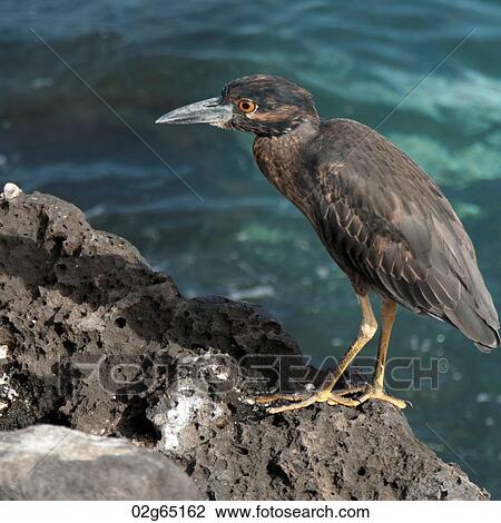 Lava heron (Butorides sundevalli) on a rock, Galapagos Islands, Ecuador View Large Photo Image Stock Image - Lava heron (Butorides sundevalli) on a rock, Galapagos Islands, Ecuador. Fotosearch