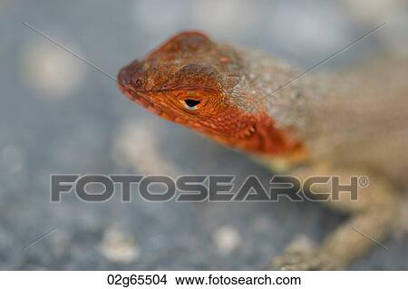 Lava lizard, North Seymour Island, Galapagos Islands, Ecuador View Large Photo Image Picture - Lava lizard, North Seymour Island, Galapagos Islands, Ecuador. Fotosearch