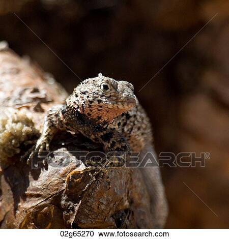 Stock Image - Lava lizard, North Seymour Island, Galapagos Islands, Ecuador. Fotosearch