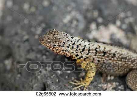 Lava lizard, North Seymour Island, Galapagos Islands, Ecuador View Large Photo Image Stock Image - Lava lizard, North Seymour Island, Galapagos Islands, Ecuador. Fotosearch