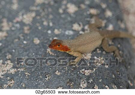 Lava lizard, North Seymour Island, Galapagos Islands, Ecuador View Large Photo Image Stock Image - Lava lizard, North Seymour Island, Galapagos Islands, Ecuador. Fotosearch