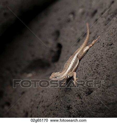 Lava lizard on rock, Playa Ochoa, San Cristobal Island, Galapagos Islands, Ecuador View Large Photo Image Stock Image - Lava lizard on rock, Playa Ochoa, San Cristobal Island, Galapagos Islands, Ecuador. Fotosearch
