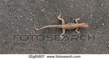 Lava lizard, Puerto Egas, Santiago Island, Galapagos Islands, Ecuador View Large Photo Image Stock Photo - Lava lizard, Puerto Egas, Santiago Island, Galapagos Islands, Ecuador. Fotosearch